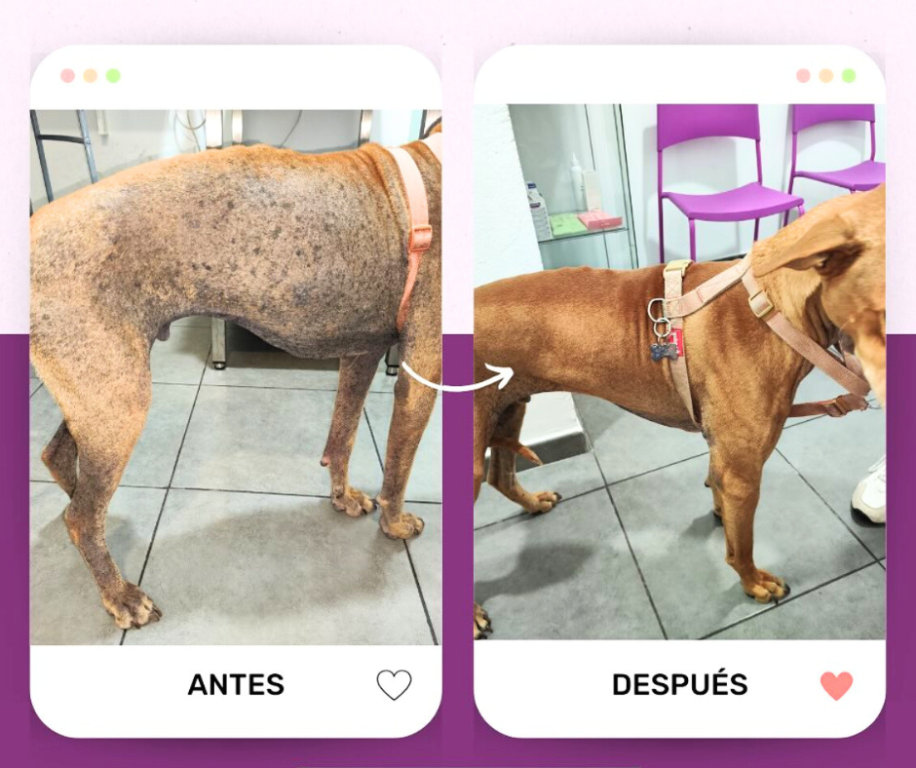 Imagen Galería: 