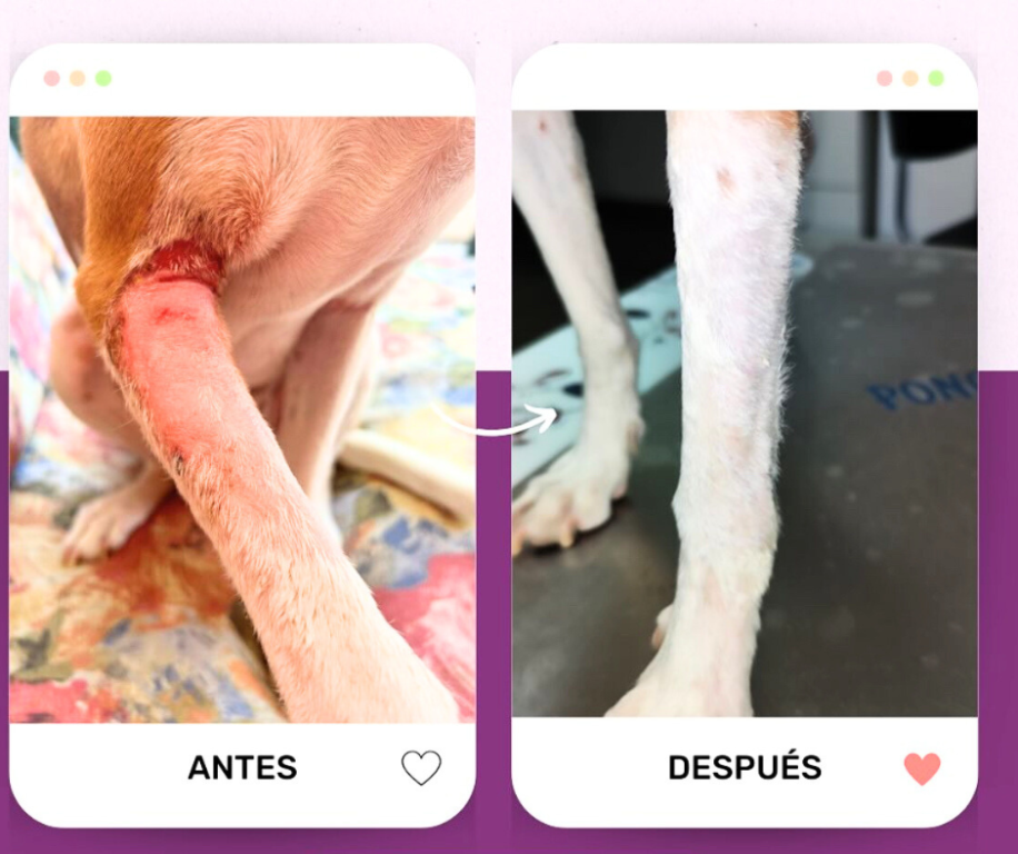 Imagen Galería: 