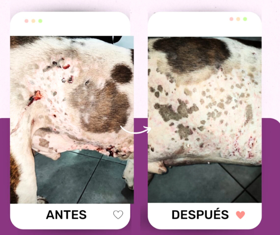 Imagen Galería: 