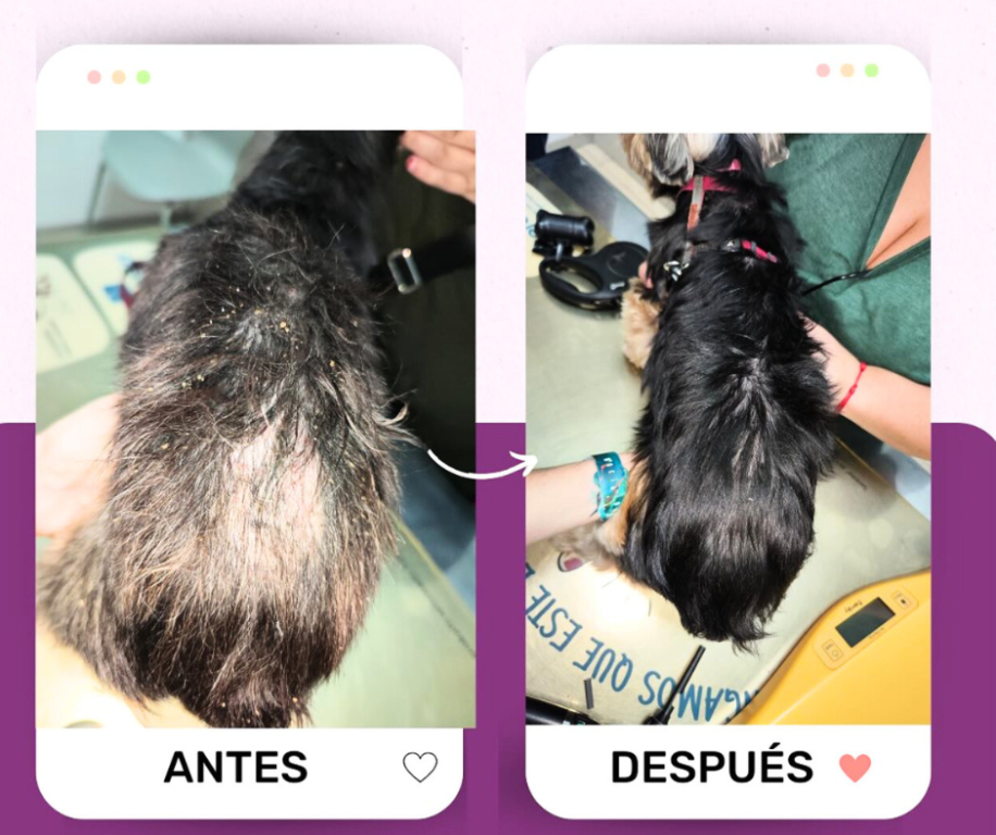 Imagen Galería: 