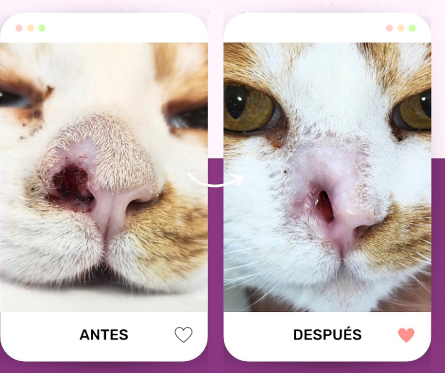 Imagen Galería: 